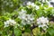 Springtime. White pear blossoms. Spring flowers on nature blurred background