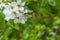 Springtime. White pear blossoms. Spring flowers on nature blurred background