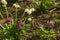 Springtime: White snowdrops on the flowerbed