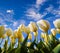 Springtime white tulips blossom on the Netherlands farm.