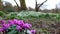 Springtime. Wild cyclamen flowers blooming