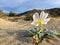 Springtime Wildflower in bloom in Anza Borrego Desert State Park