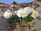 Springtime Wildflower in bloom in Anza Borrego Desert State Park