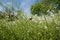 Springtime wildflowers in the field