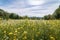 Springtime wildflowers in the field