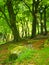 Springtime woodland with large beech trees with bright green glowing leaves illuminated by bright morning sunshine and bluebells