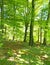 Springtime woodland with large beech trees with bright green glowing leaves illuminated by bright morning sunshine and bluebells