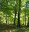 Springtime woodland with large beech trees with bright green glowing leaves illuminated by bright morning sunshine with grass and