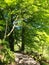 Springtime woodland with a stone path between large beech trees with bright green glowing leaves illuminated by bright morning