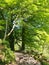 Springtime woodland with a stone path between large beech trees with bright green glowing leaves illuminated by bright morning