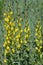 Springtime yellow toadflax wildflowers blooming