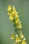 Springtime yellow toadflax wildflowers blooming