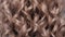 Springy elastic waves of curls on the blonde\'s head. A lock of hair is a spring