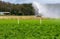 A Sprinkler in a field watering Crops.