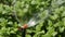 Sprinkler head watering vegetable garden