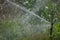 Sprinkler Irrigating a potatoes cultivation.