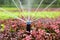 Sprinkler irrigation