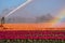 A sprinkler system irrigates the flowering tulip fields near Julianadorp, Holland