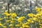 Sprinkler watering in the chrysanthemum flowers farm