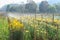 Sprinkler watering in the chrysanthemum flowers farm