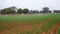 Sprinkler watering wheat crops in a large green field during winter. Irrigation system in India