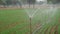 Sprinkler watering wheat crops in a large green field during winter. Irrigation system in India