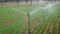 Sprinkler watering wheat crops in a large green field during winter. Irrigation system in India