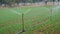 Sprinkler watering wheat crops in a large green field during winter. Irrigation system in India