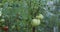 Sprinklers sprinkle green tomatoes with water, irrigation process