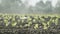 Sprinklers water lettuce plants in a large field after planting, slow motion footage