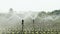 Sprinklers water lettuce plants in a large field after planting, slow motion footage