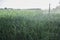 Sprinklers at work with backlit sunrays at onions field. Guadiana meadows, Badajoz, Spain