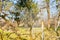 Sprinkling fruit trees with long sprayer in the orchard