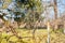 Sprinkling fruit trees with long sprayer in the orchard