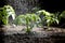 Sprinkling tomato seedlings water drops on tomato leaves