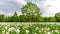 Sprint time in Transylvania , wild flowers in the forest with blue sky and clouds , Nature landscape