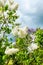 Sprintime syringa white lilac flowers in green garden.