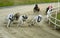 Sprinting dynamic greyhound on the race course