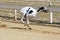 Sprinting dynamic greyhound on the race course