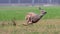 Sprinting roe deer capreolus capreolus buck in natural summer meadow