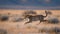 Sprinting Solitude: Cheetah in African Plains