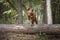 Sprizsla - light fawn colour Vizsla jumping over a fallen tree