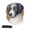 Sprollie digital art illustration of cute dog muzzle isolated on white. English Springer Spaniel and Border Collie, the