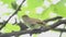 Sprosser or Thrush nightingale (Luscinia luscinia) sitting on a branch and sings a song
