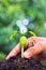 Sprout of Afzelia xylocarpa and human hand