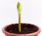 a sprout of an amaryllis flower with a bud sprouts from the ground in a brown pot on a white background. the birth of a new life