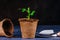 A sprout of a bean plant in a pot. Seedling peat pots, shovel.