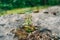 sprout breaking through concrete, green plant, nature against man