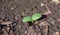 Sprout closeup, cucumber seedling in the greenhouse.