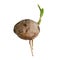 Sprout of coconut tree on white background